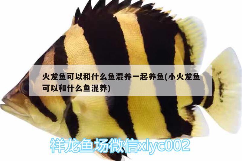 火龍魚可以和什么魚混養(yǎng)一起養(yǎng)魚(小火龍魚可以和什么魚混養(yǎng)) 電鰻