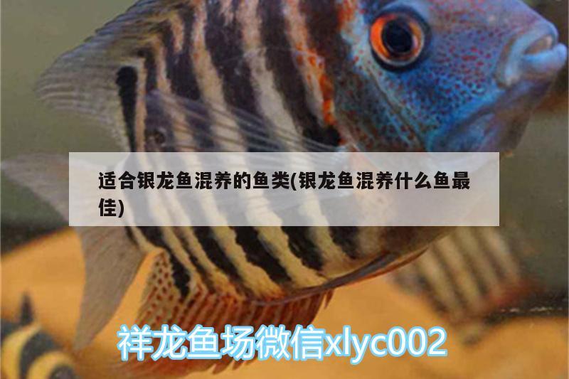 適合銀龍魚混養(yǎng)的魚類(銀龍魚混養(yǎng)什么魚最佳)