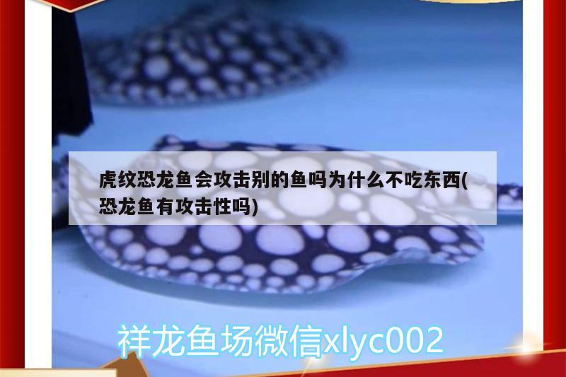 養(yǎng)人 斑馬狗頭魚 第2張