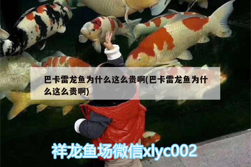 巴卡雷龍魚為什么這么貴啊(巴卡雷龍魚為什么這么貴啊) 巴卡雷龍魚