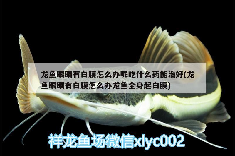 三亞觀賞魚(yú)基地有哪些地方可以買(mǎi) 三亞觀賞魚(yú)基地有哪些地方可以買(mǎi)到 可麗愛(ài)魚(yú)缸 第2張