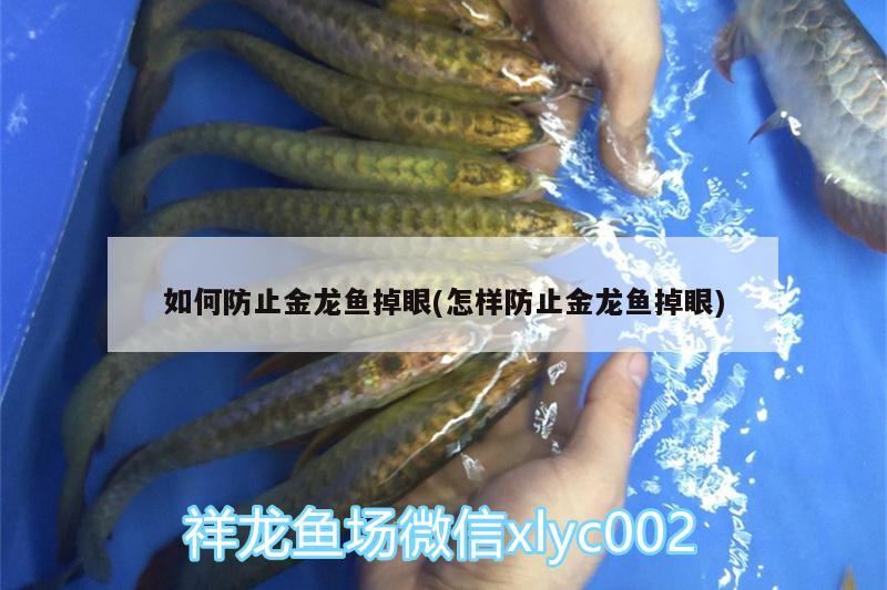 如何防止金龍魚(yú)掉眼(怎樣防止金龍魚(yú)掉眼) 熊貓異形魚(yú)L46 第2張