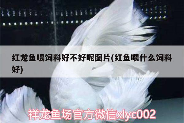 紅龍魚(yú)喂飼料好不好呢圖片(紅魚(yú)喂什么飼料好) 銀河星鉆魚(yú)