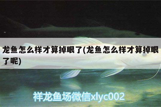 龍魚怎么樣才算掉眼了(龍魚怎么樣才算掉眼了呢) 名貴錦鯉魚