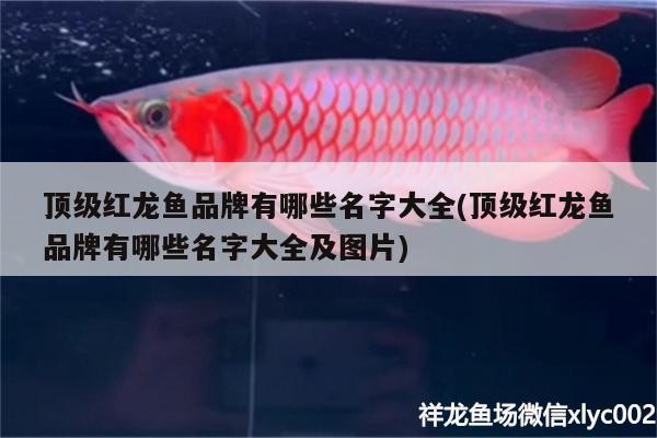 哈爾濱觀賞魚市場綿陽高新區(qū)美人魚水族館