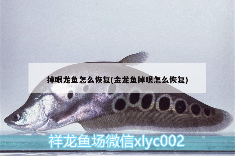 掉眼龍魚怎么恢復(金龍魚掉眼怎么恢復) 黃金招財貓魚