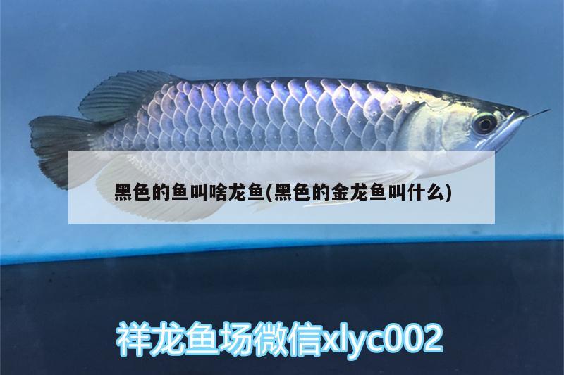 黑色的魚叫啥龍魚(黑色的金龍魚叫什么)