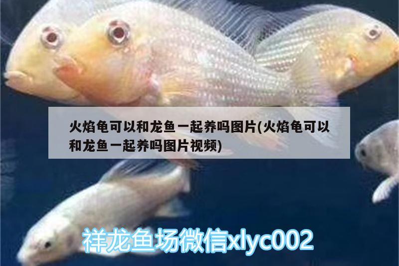 20公分紅龍魚價(jià)格表不死的熱帶魚（觀賞紅龍魚價(jià)格） 祥龍水族濾材/器材 第2張