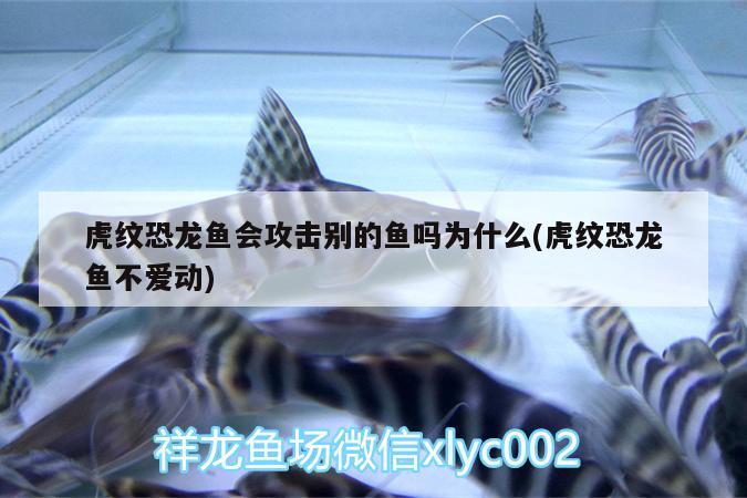 虎紋恐龍魚會攻擊別的魚嗎為什么(虎紋恐龍魚不愛動) 黃金招財貓魚