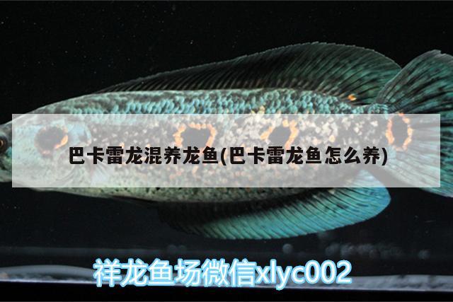 巴卡雷龍混養(yǎng)龍魚(巴卡雷龍魚怎么養(yǎng)) 巴卡雷龍魚