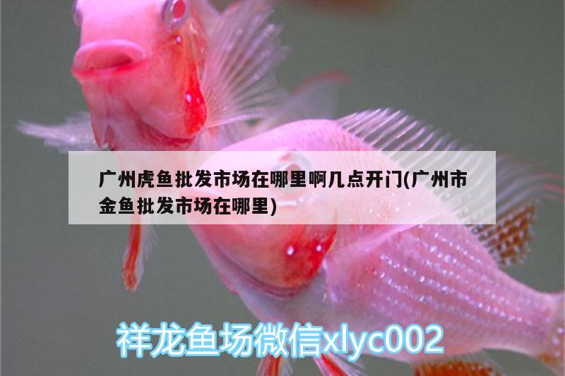 廣州虎魚批發(fā)市場在哪里啊幾點開門(廣州市金魚批發(fā)市場在哪里) 虎魚百科