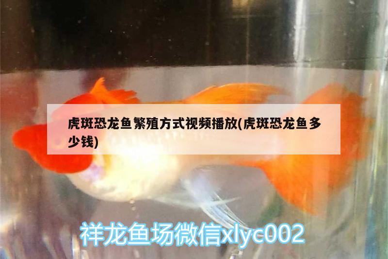 虎斑恐龍魚繁殖方式視頻播放(虎斑恐龍魚多少錢) 虎斑恐龍魚