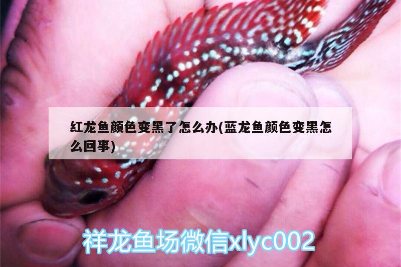 紅龍魚顏色變黑了怎么辦(藍(lán)龍魚顏色變黑怎么回事) BD魟魚