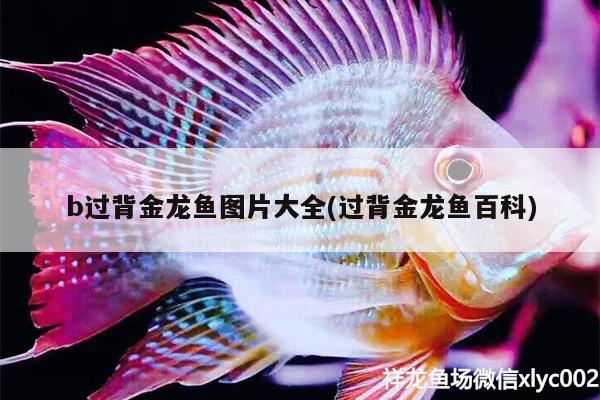 b過背金龍魚圖片大全(過背金龍魚百科) 過背金龍魚