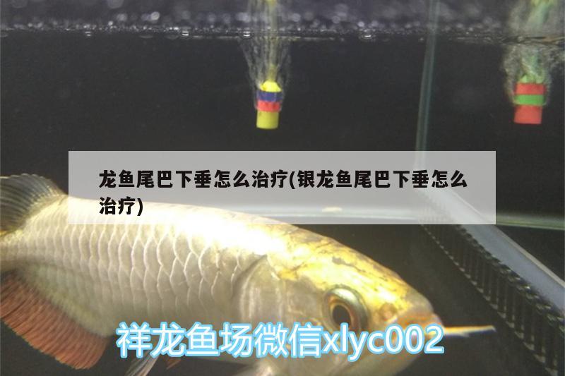 龍魚尾巴下垂怎么治療(銀龍魚尾巴下垂怎么治療) 銀龍魚 第3張