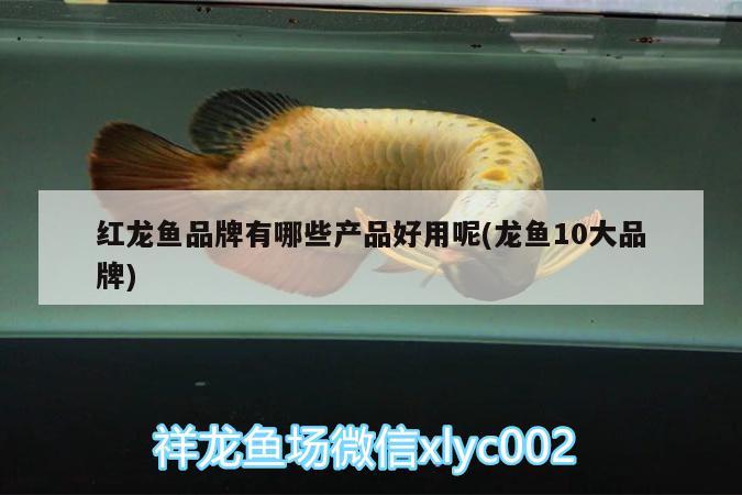 紅龍魚(yú)品牌有哪些產(chǎn)品好用呢(龍魚(yú)10大品牌)