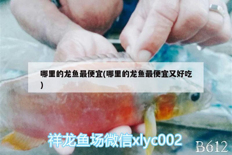 哪里的龍魚最便宜(哪里的龍魚最便宜又好吃)