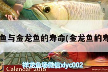 金龍魚是哪個省的品牌(金龍魚是哪一國的品牌) 觀賞魚 第3張