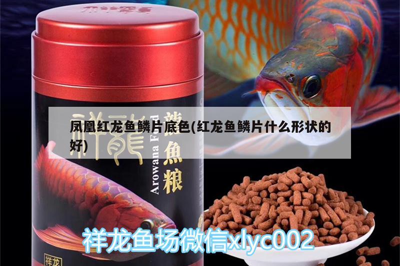 鳳凰紅龍魚鱗片底色(紅龍魚鱗片什么形狀的好)