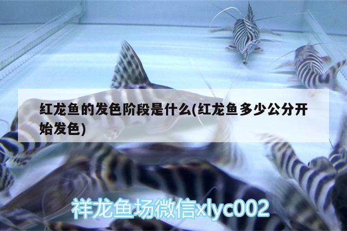 1米2的魚(yú)缸多少升水(1米二魚(yú)缸多少升水)