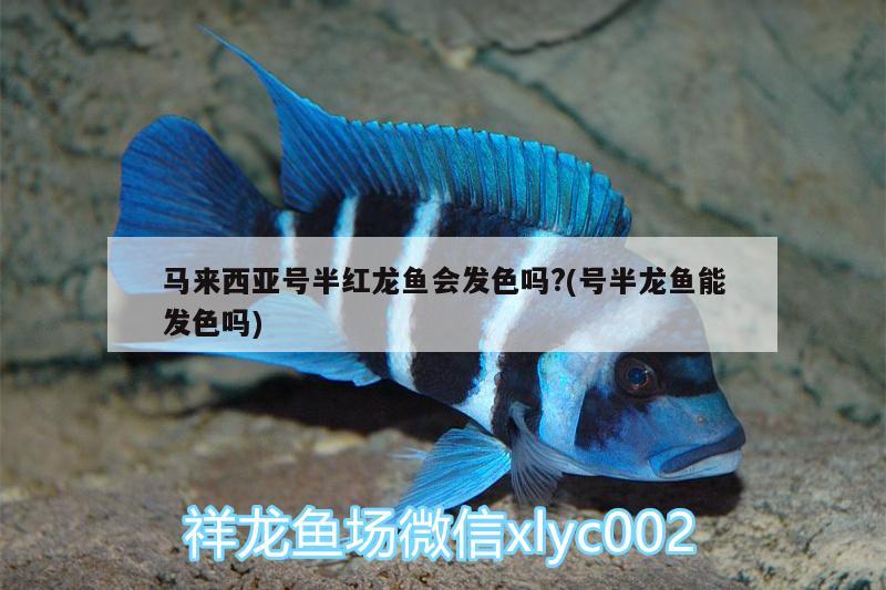 馬來西亞號半紅龍魚會發(fā)色嗎?(號半龍魚能發(fā)色嗎)