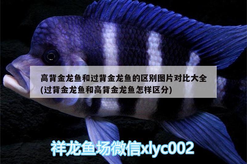 高背金龍魚(yú)和過(guò)背金龍魚(yú)的區(qū)別圖片對(duì)比大全(過(guò)背金龍魚(yú)和高背金龍魚(yú)怎樣區(qū)分) 高背金龍魚(yú)