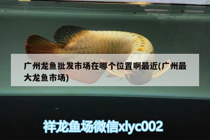 廣州龍魚批發(fā)市場在哪個位置啊最近(廣州最大龍魚市場) 龍魚批發(fā)