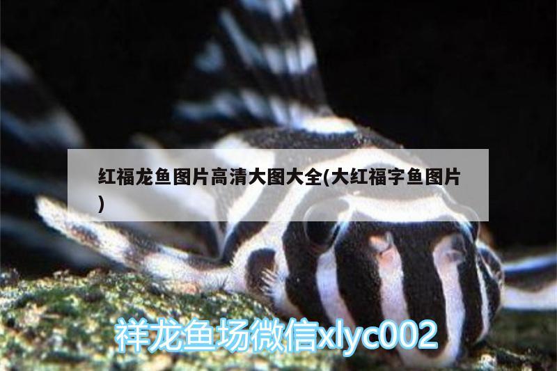 龍魚(yú)和水虎魚(yú)能混養(yǎng)嗎（龍魚(yú)和虎魚(yú)怎樣搭配）