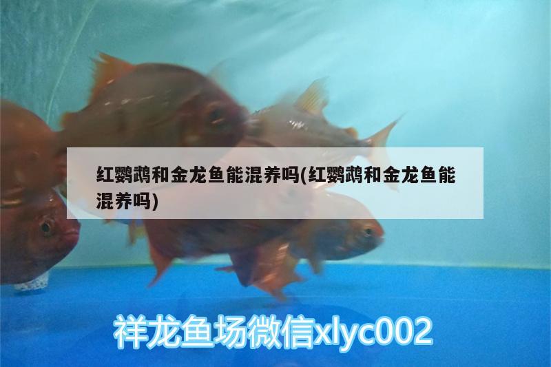 紅鸚鵡和金龍魚(yú)能混養(yǎng)嗎(紅鸚鵡和金龍魚(yú)能混養(yǎng)嗎) 鸚鵡魚(yú)