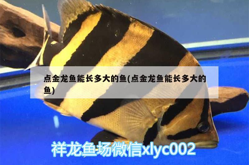 點金龍魚能長多大的魚(點金龍魚能長多大的魚)