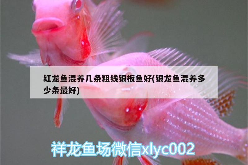 紅龍魚混養(yǎng)幾條粗線銀板魚好(銀龍魚混養(yǎng)多少條最好)