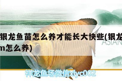 龍魚和水虎魚能混養(yǎng)嗎（龍魚和虎魚怎樣搭配）