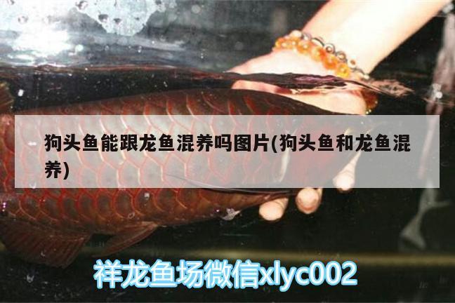 狗頭魚能跟龍魚混養(yǎng)嗎圖片(狗頭魚和龍魚混養(yǎng))