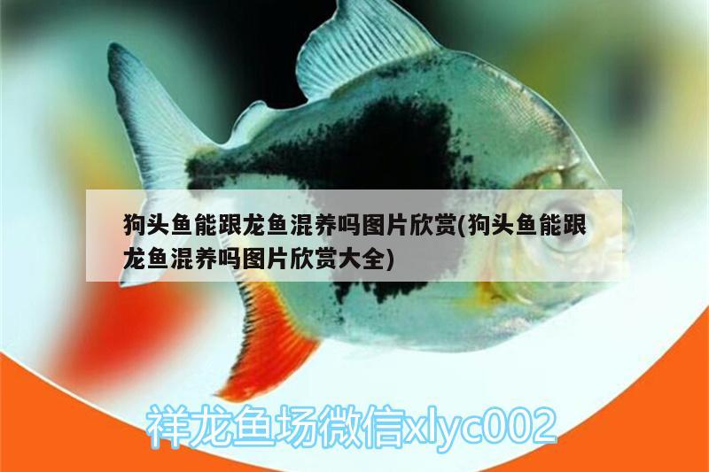 狗頭魚能跟龍魚混養(yǎng)嗎圖片欣賞(狗頭魚能跟龍魚混養(yǎng)嗎圖片欣賞大全) 狗頭魚