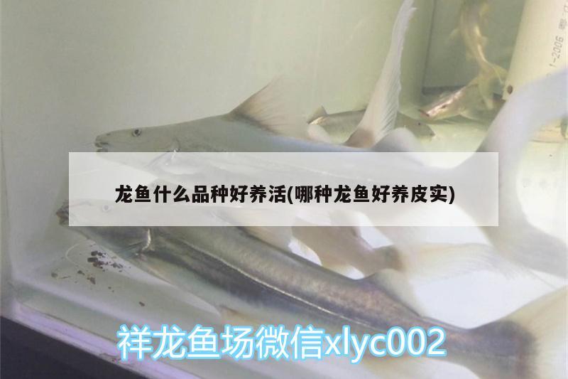 金線馬騮仔 黃金斑馬魚 第3張