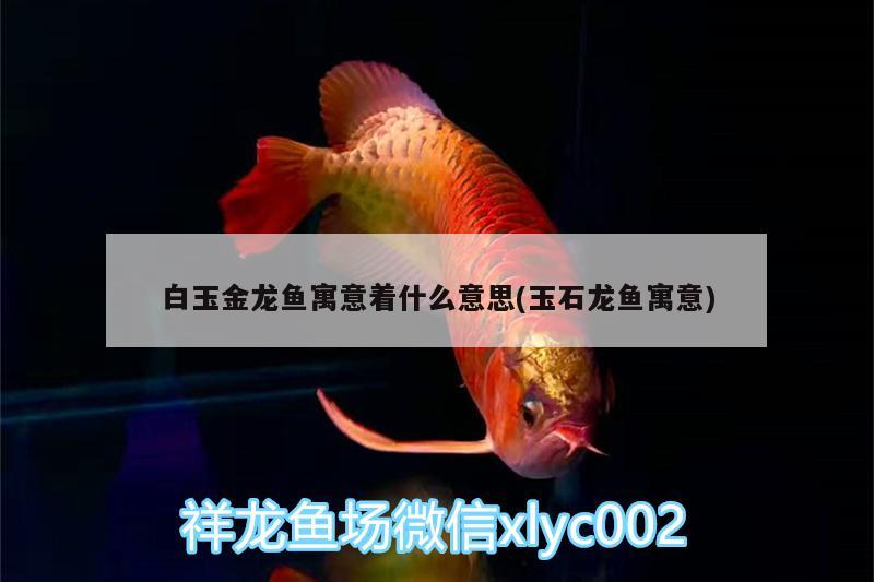 白玉金龍魚寓意著什么意思(玉石龍魚寓意) 魚缸清潔用具