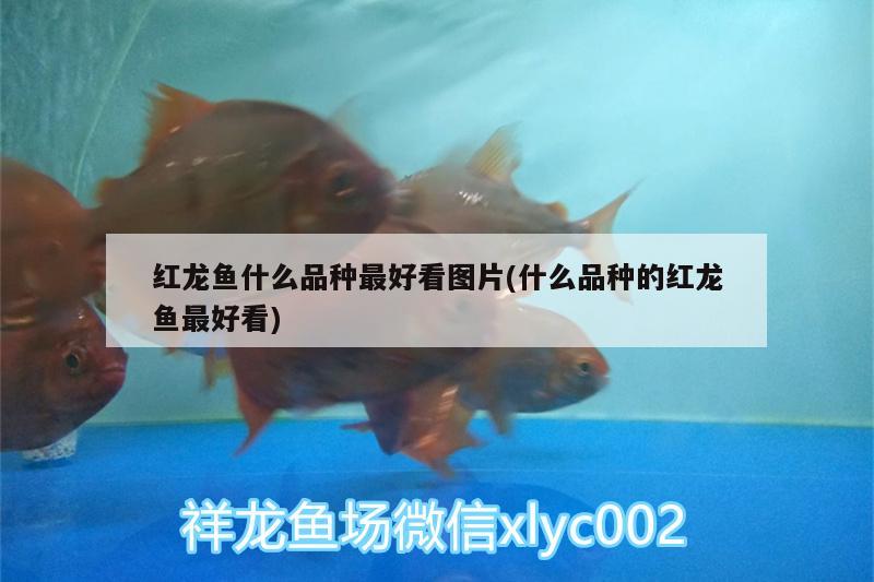 家庭養(yǎng)魚養(yǎng)什么冷水魚好看又好養(yǎng)小缸養(yǎng)什么魚好看又好養(yǎng)，什么冷水魚好看又好養(yǎng)