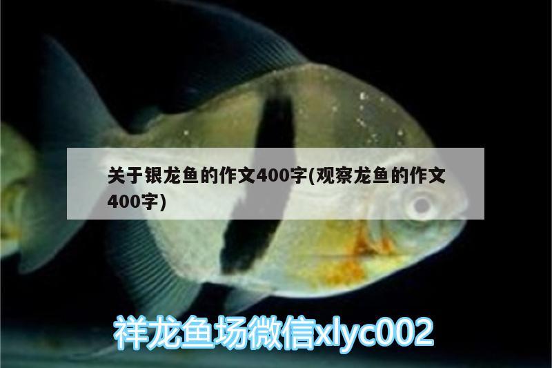 關(guān)于銀龍魚的作文400字(觀察龍魚的作文400字) 銀龍魚