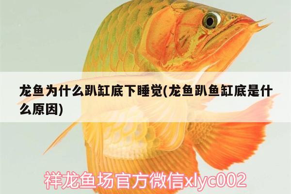 金線馬騮仔 黃金斑馬魚 第2張