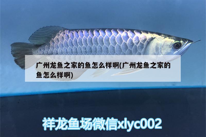 廣州龍魚之家的魚怎么樣啊(廣州龍魚之家的魚怎么樣啊) 龍魚之家