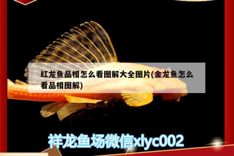 彩蝶魚缸廠家地址在哪里啊電話：彩蝶魚缸廠家客服電話 養(yǎng)魚的好處 第2張