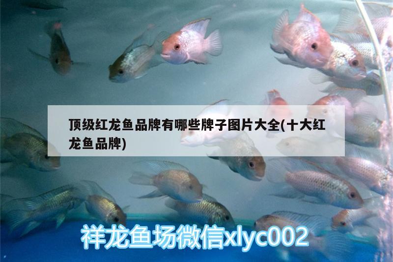 家庭養(yǎng)魚養(yǎng)什么冷水魚好看又好養(yǎng)小缸養(yǎng)什么魚好看又好養(yǎng)，什么冷水魚好看又好養(yǎng)