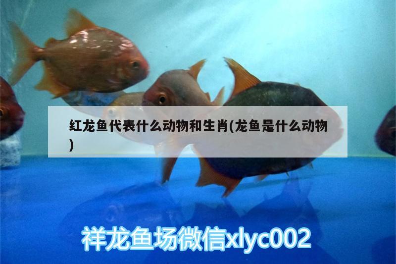 紅龍魚代表什么動物和生肖(龍魚是什么動物)