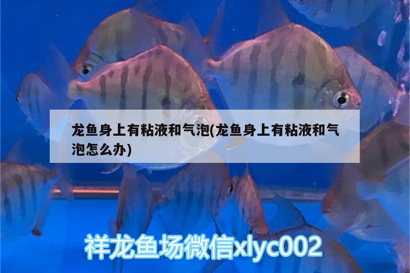 龍魚身上有粘液和氣泡(龍魚身上有粘液和氣泡怎么辦)