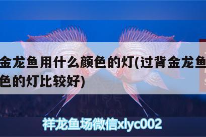 成都大型魚缸批發(fā)市場地址電話：成都哪里有批發(fā)魚缸用品的 養(yǎng)魚的好處 第1張