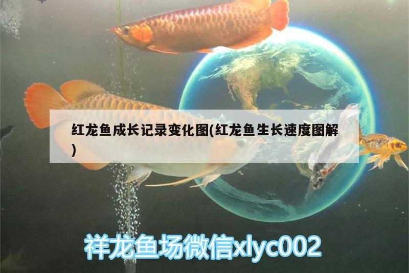 紅龍魚(yú)成長(zhǎng)記錄變化圖(紅龍魚(yú)生長(zhǎng)速度圖解) 肥料