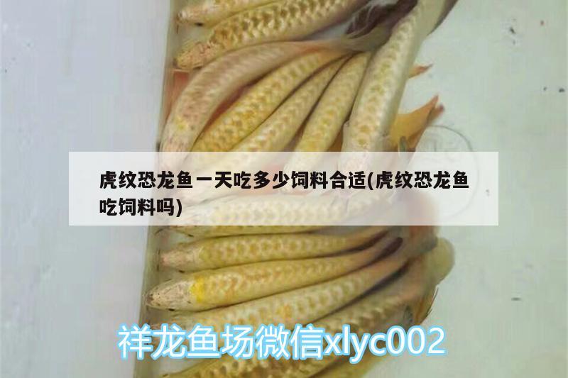 虎紋恐龍魚一天吃多少飼料合適(虎紋恐龍魚吃飼料嗎)