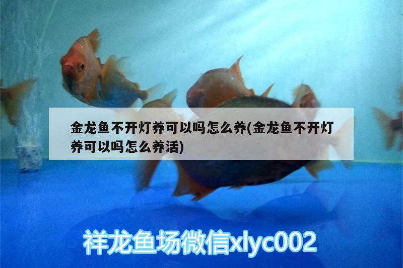 金龍魚不開燈養(yǎng)可以嗎怎么養(yǎng)(金龍魚不開燈養(yǎng)可以嗎怎么養(yǎng)活) 黃金鴨嘴魚