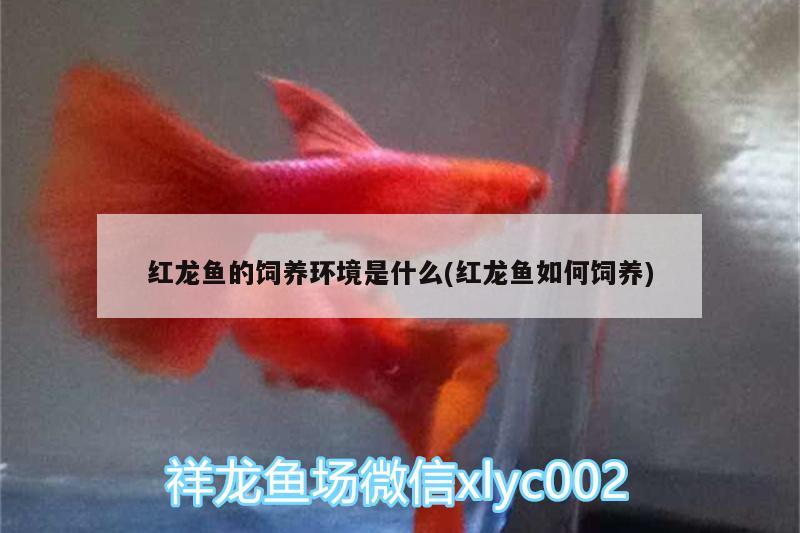 紅龍魚的飼養(yǎng)環(huán)境是什么(紅龍魚如何飼養(yǎng)) 魚缸/水族箱