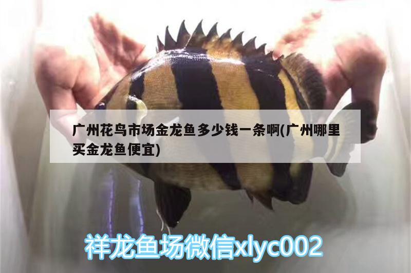 廣州花鳥(niǎo)市場(chǎng)金龍魚(yú)多少錢一條啊(廣州哪里買金龍魚(yú)便宜)